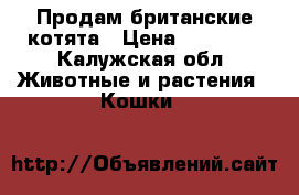 Продам британские котята › Цена ­ 15 000 - Калужская обл. Животные и растения » Кошки   